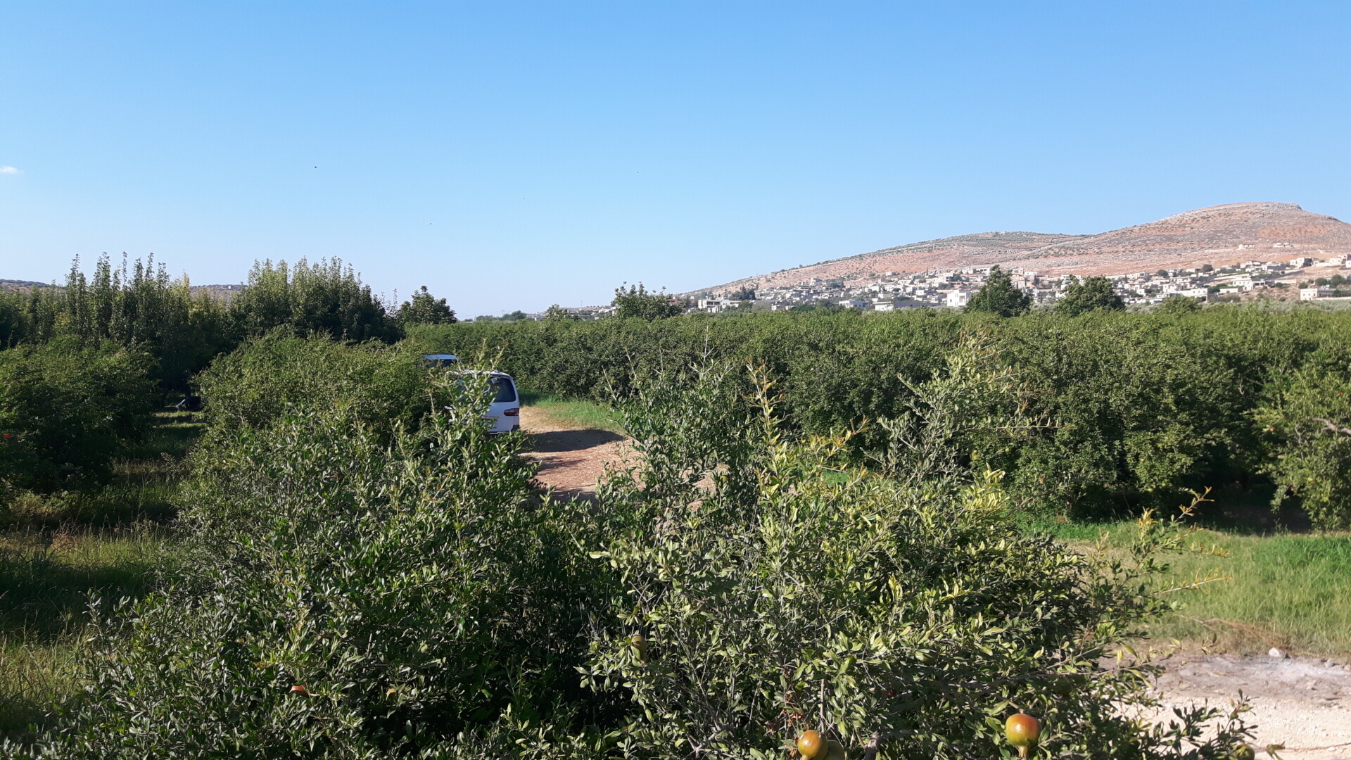 Landschaft mit Obstbäumen